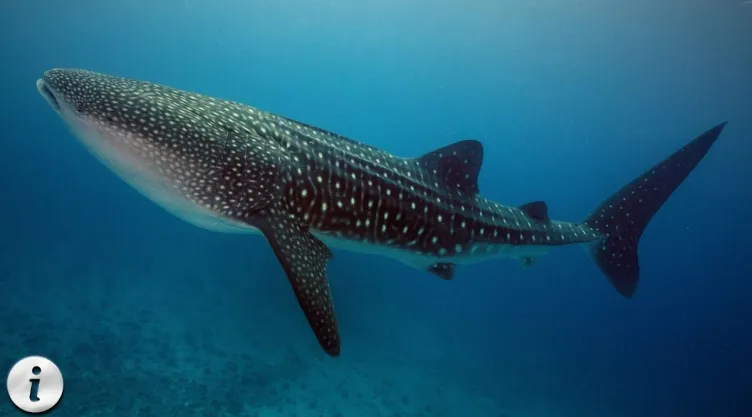 Tiburón ballena 5 datos fascinantes sobre el gigante del océano.jpg