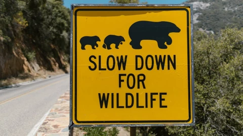 Oso ataca a un hombre en un baño público en Japón.png