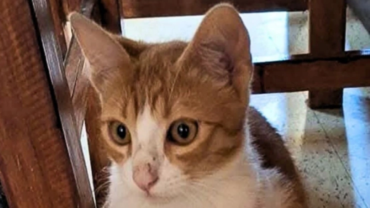 muere gatito que sufrió abuso en tehuacán puebla