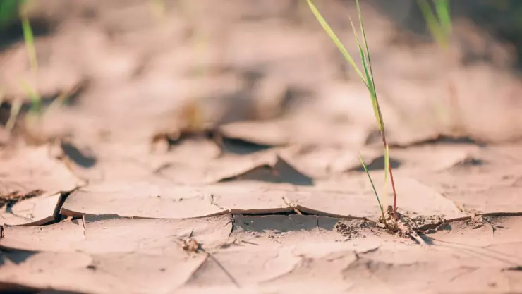 primer año sin ciclo agrícola Chihuahua