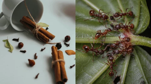Así puedes eliminar hormigas de la cocina empleando canela.png