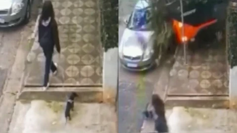 Perro salva a su dueña de ser atropellada por camioneta