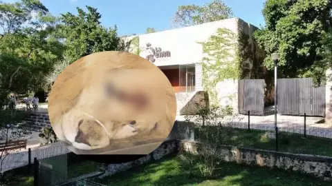 Muere león en zoológico de Yucatán por golpe de calor.jpg