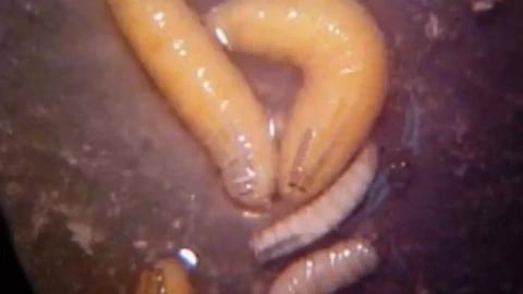 gusano barrenador y cómo detectar tiempo