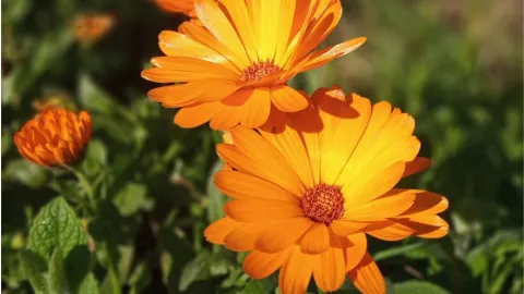 Caléndulas