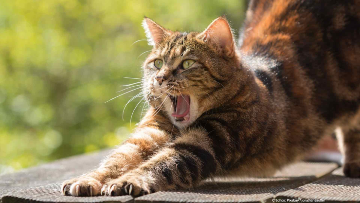 gato escapa prision trafico drogas.jpg