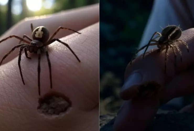(Imagen generada con IA) Araña violinista sobre una mano de humano para simular su picadura.