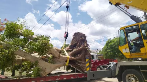 trasplantan arbol 250 años cacalchen