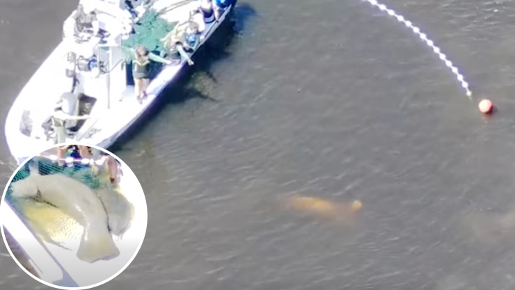 MANATÍ RESCATE FLORIDA.png