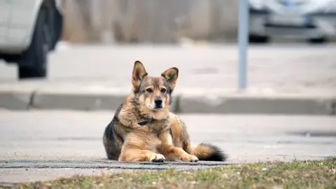 Maltrato y agresión de mascotas en Chihuahua
