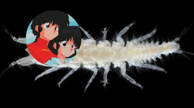 ranma-crustaceo-japon