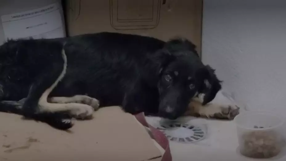 Perro sufre maltrato animal en Guerrero; lo rescatan milagrosamente de morir asfixiado