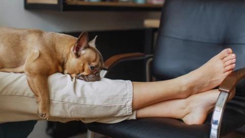 Esta es la razón y significado del por qué tu perro lame tus pies.