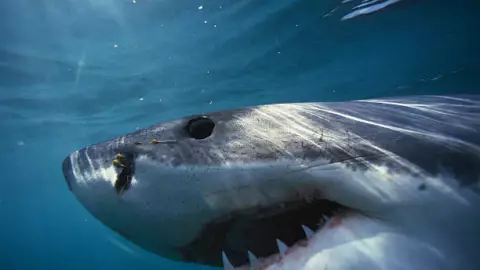 Tiburones atacan a turistas en playas de Brasil