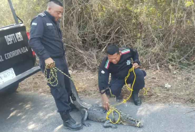 Lagarto es hallado al interior de una casa en Santa María, Tizimín