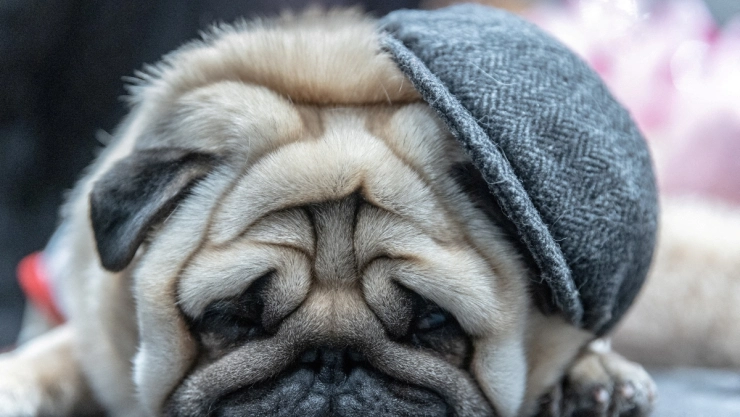 pugs