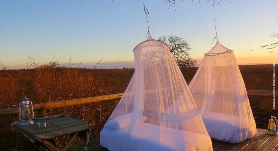 ¿Cuáles son los mejores remedios caseros para eliminar los mosquitos de tu casa?