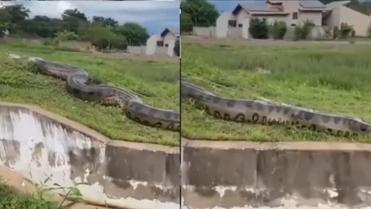 ¡De terror! Captan a enorme anaconda paseando sobre las calles de un vecindario