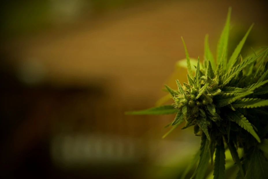Planta de Marihuana