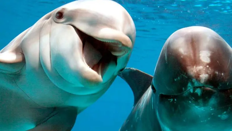 delfines