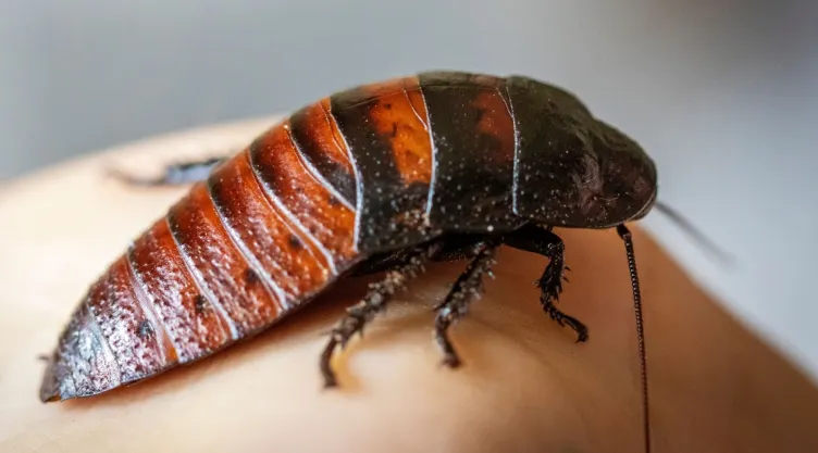 Truco para hacer que una cucaracha salga de su escondite