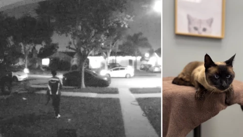 Gato fue robado de casa por repartidor de paquetería.png