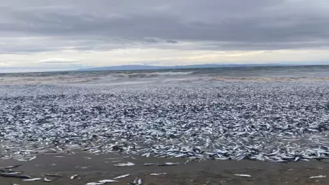 ¿Presagio del fin? Aparecen peces muertos en costas de Japón