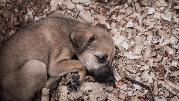 Cada 28 de mayo se celebra el Día del perro sin raza y el Monumento al Perro Callejero en CDMX, al igual que esta fecha, busca promover la adopción canina.