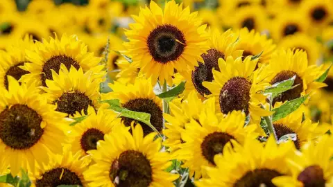 Significado de flores amarillas en marzo.