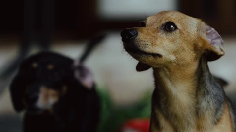 Multas y medidas legales por maltrato animal en Querétaro