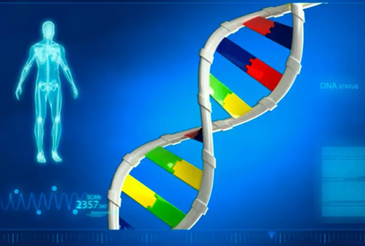 ¿Cómo influye la genética en el cuerpo de una persona?