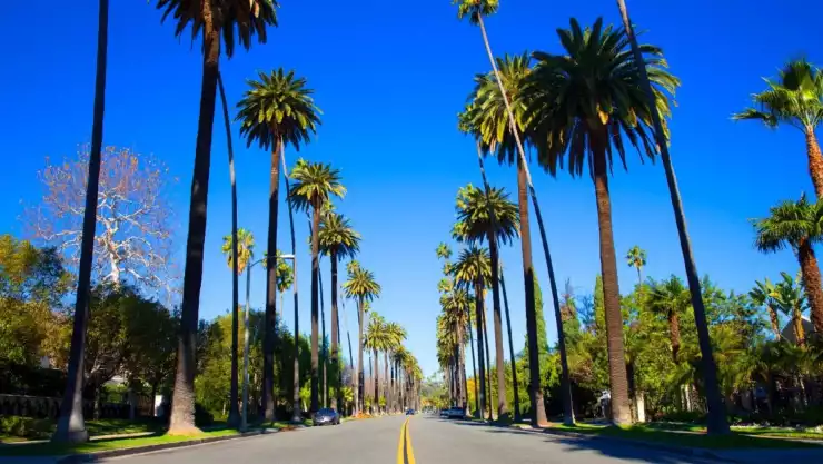 Por qué las palmeras de Los Ángeles podrían desaparecer