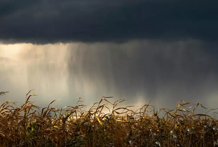 Lluvias por el día de san juan en jalisco y la agricultura.jpg