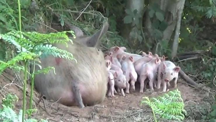 cerdita Reino Unido crías.jpg