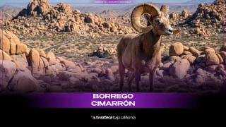 Borrego Cimarrón