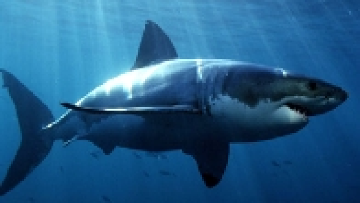 estados-ataques-tiburon-mexico