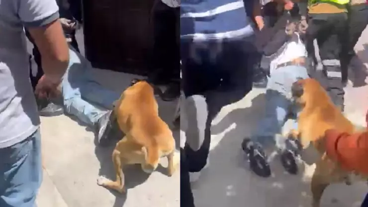 perro se suma a linchamiento en puebla