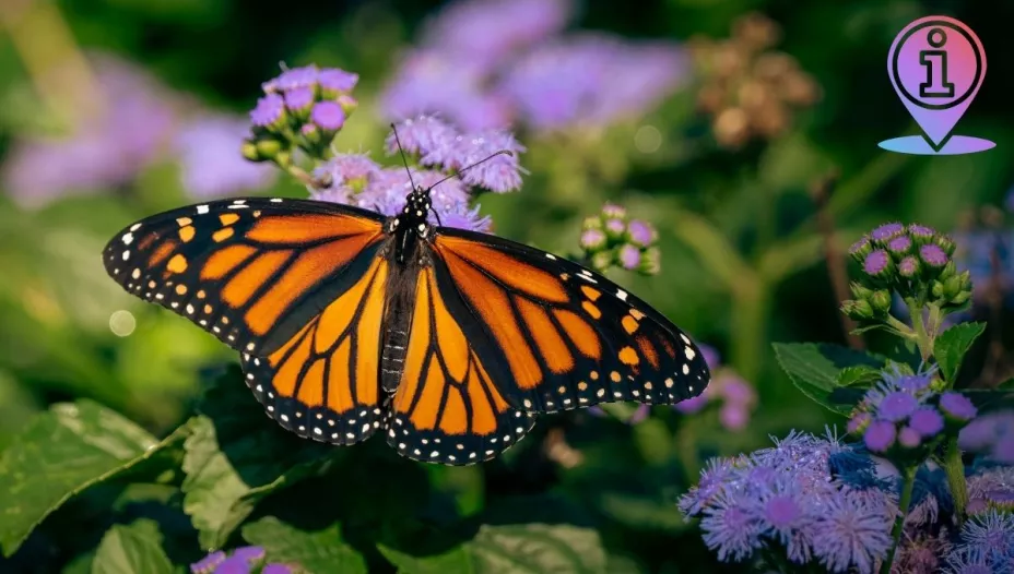 Las mariposas monarca ya pueden apreciarse en santuarios de Michoacán y Edomex.jpg