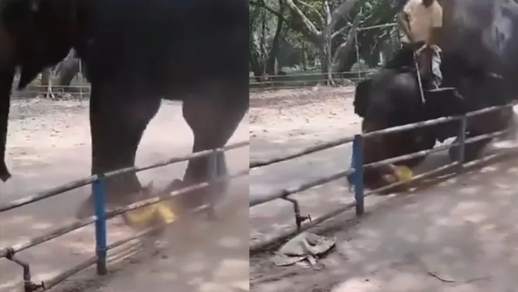 Ataque de elefante