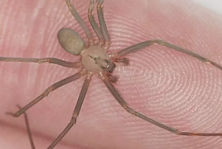 ARAÑA VIOLINISTA 2024