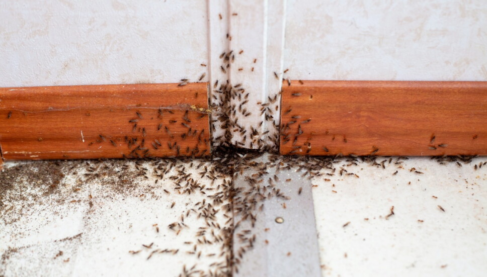 ¿Qué significa que aparezcan muchas hormigas en tu casa? El simbolismo