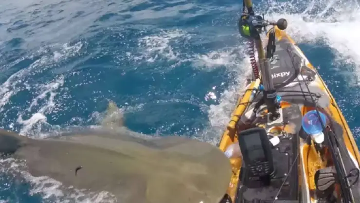 Impresionante VIDEO en que TIBURÓN ataca a pescador en Hawái
