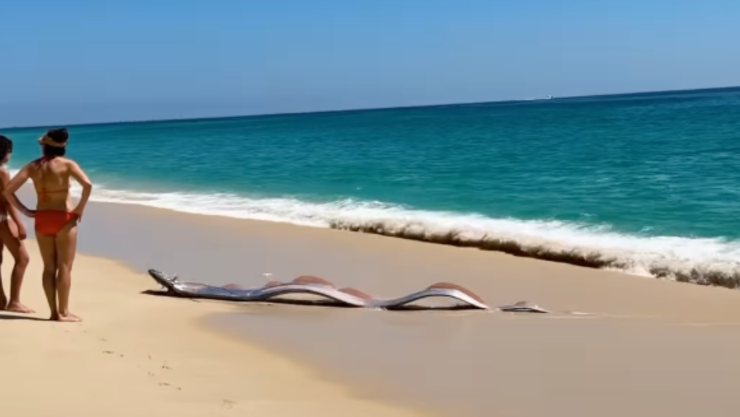 PEZ REMO EN LOS CABOS.png