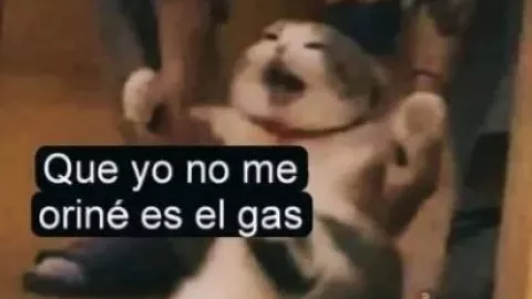 Los gatitos en Nuevo León fueron los principales señalados por el mal olor en Nuevo León 