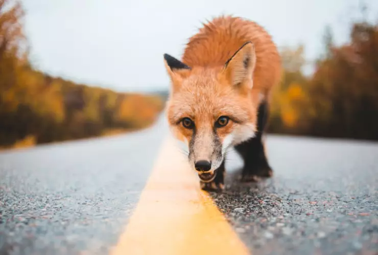 zorro con rabia ataca a trabajadora.png