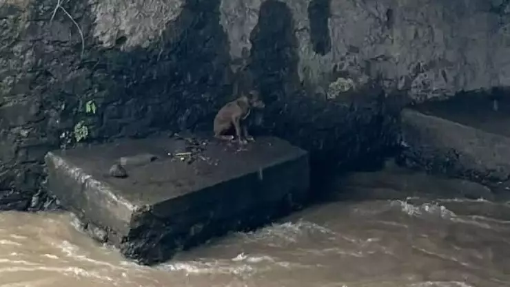 Rescatan a perro que fue arrastrado por el río en Orizaba
