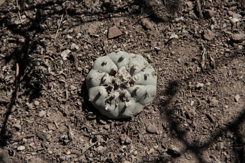 Peyote SCJN