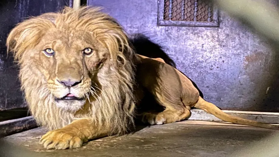 Recibe Zoo de Chapultepec 8 grandes felinos rescatados _SEDEMA.jpeg