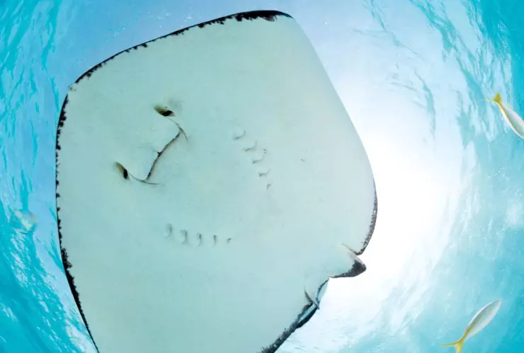 mantarraya embarazada en Carolina del Norte