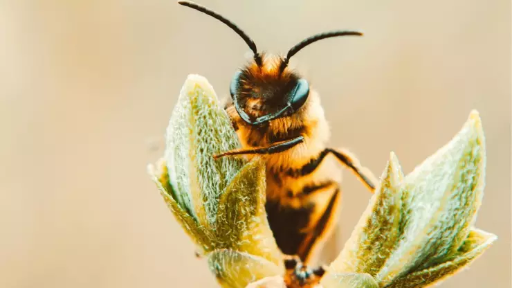 ¡Las abejas ya tienen derechos! El histórico país que cambió las reglas de la protección ambiental
